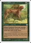 154-trainedcheetah